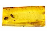 Two Fossil Beetles (Coleoptera) & Two Flies (Diptera) In Baltic Amber #105457-4
